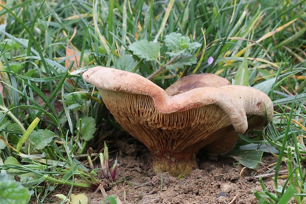 čechračka parková Paxillus vernalis Watling