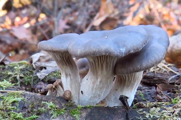 hliva ustricovitá Pleurotus ostreatus (Jacq.) P. Kumm.