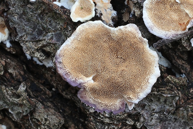 ryhovec želatinovitý Trichaptum biforme (Fr.) Ryvarden