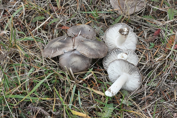 čírovka sivookrová Tricholoma scalpturatum (Fr.) Quél.