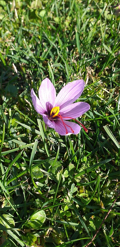 šafran pravý Crocus sativus