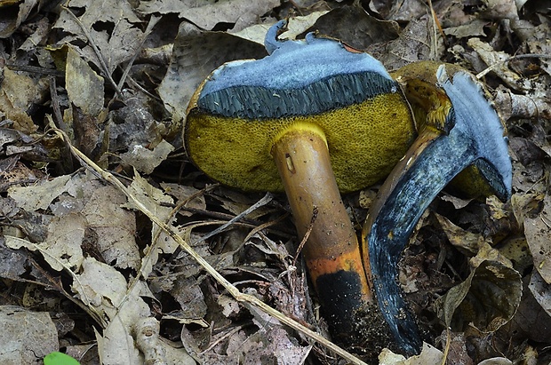 hríb modrejúci Cyanoboletus pulverulentus (Opat.) Gelardi, Vizzini & Simonini