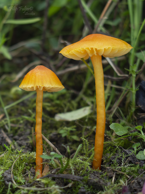 Hygrocybe amara