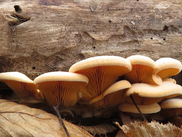 hlivník hniezdovitý Phyllotopsis nidulans (Pers.) Singer