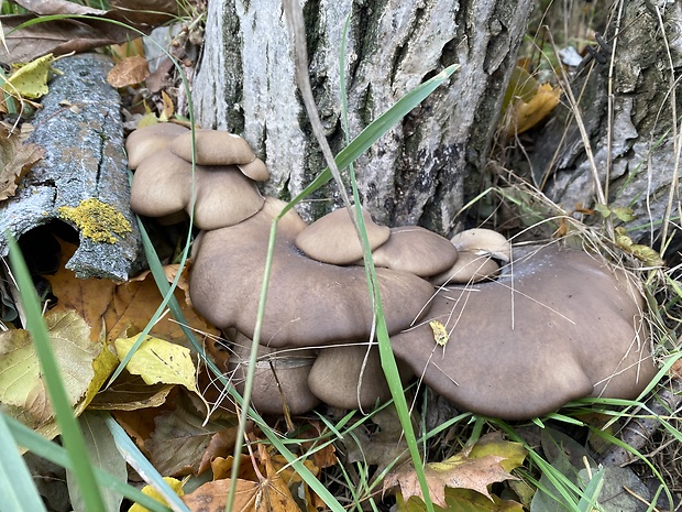 hliva ustricovitá Pleurotus ostreatus (Jacq.) P. Kumm.