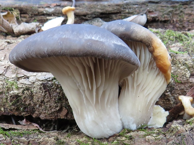 hliva ustricovitá Pleurotus ostreatus (Jacq.) P. Kumm.