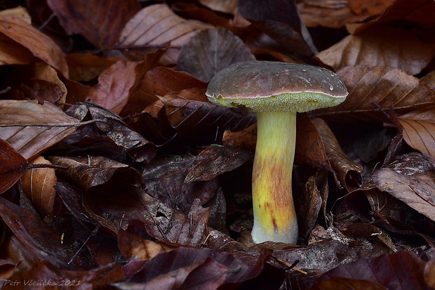 suchohríbnik zamatový Xerocomellus pruinatus (Fr. & Hök) Šutara