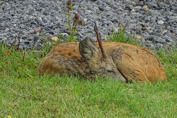 srnec lesný Capreolus capreolus