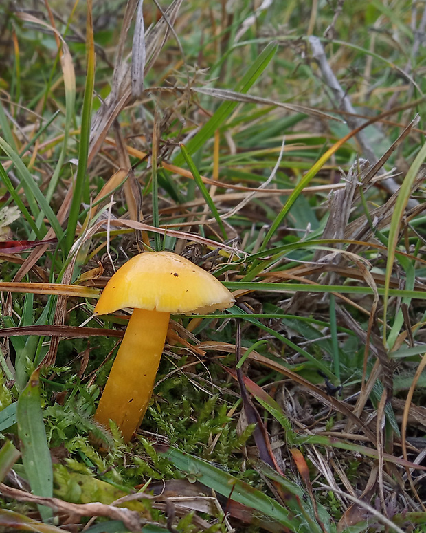 lúčnica citrónovožltá Hygrocybe chlorophana (Fr.) Wünsche