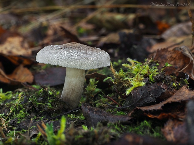 čírovka sivookrová Tricholoma scalpturatum (Fr.) Quél.