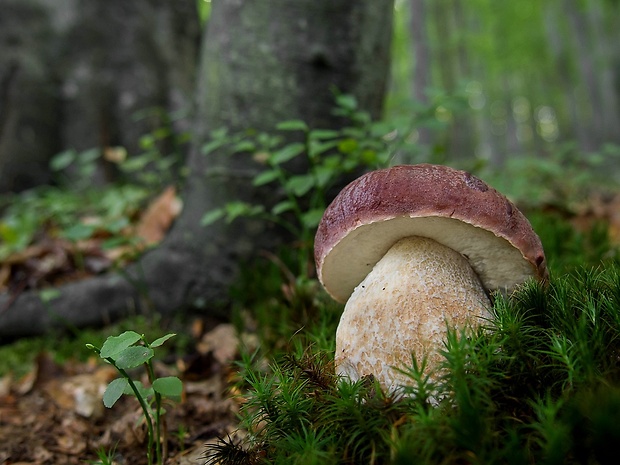 hríb sosnový Boletus pinophilus Pil. et Dermek in Pil.