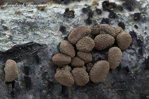 dutinovka otrubnatá Encoelia furfuracea (Roth) P. Karst.