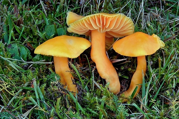 lúčnica páchnuca Hygrocybe quieta (Kühner) Singer