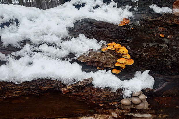 plamienka Flammulina sp.