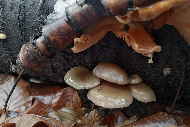 pňovka neskorá Sarcomyxa serotina (Pers.) P. Karst.