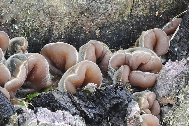 uchovka pásikavá Auricularia mesenterica (Dicks.) Pers.