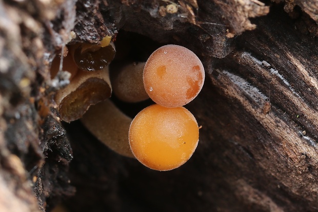 plamienka Flammulina sp.