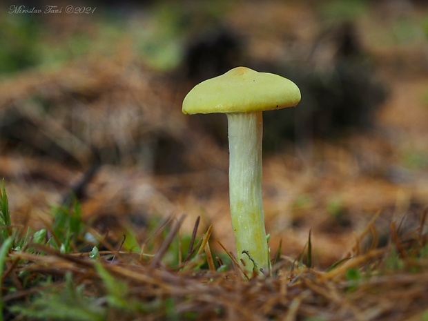 šťavnačka smrekovcová Hygrophorus lucorum Kalchbr.