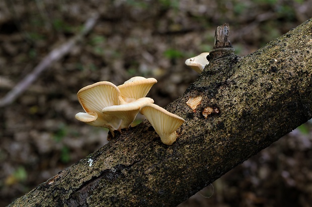 húževnatec voňavý Lentinus suavissimus Fr.