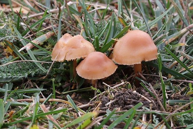 tanečnica poľná Marasmius oreades (Bolton) Fr.