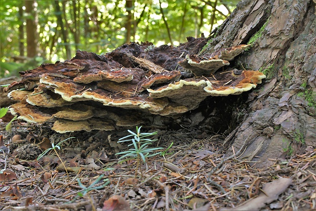 hnedák Schweinitzov Phaeolus schweinitzii (Fr.) Pat.