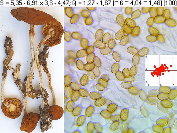 pavučinovec drobnovýtrusný Cortinarius microspermus (J.E. Lange) Niskanen & Liimat.