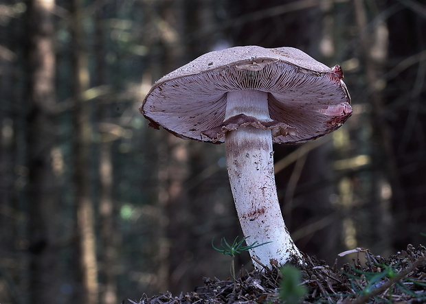 pečiarka Agaricus sp.