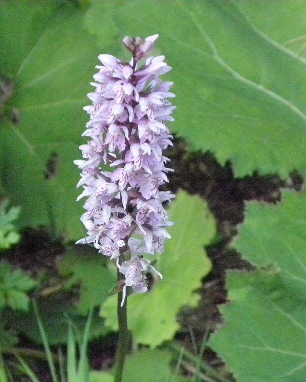 vstavačovec fuchsov pravý Dactylorhiza fuchsii subsp. fuchsii (Druce) Soó