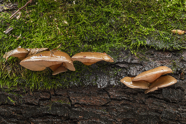 pňovka neskorá Sarcomyxa serotina (Pers.) P. Karst.