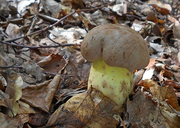 hríb príveskatý Butyriboletus appendiculatus (Schaeff. ex Fr.) Secr.