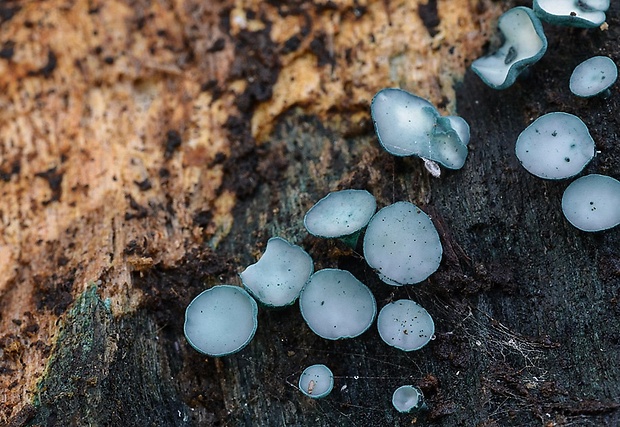 zelenica Chlorociboria sp.