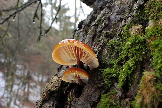 plamienka Flammulina sp.