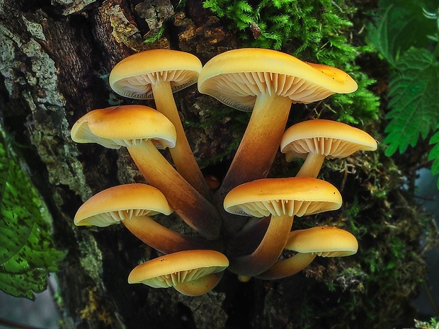 plamienka Flammulina sp.