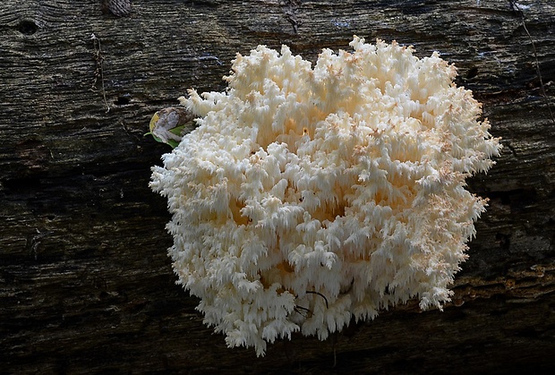 koralovec bukový Hericium coralloides (Scop.) Pers.