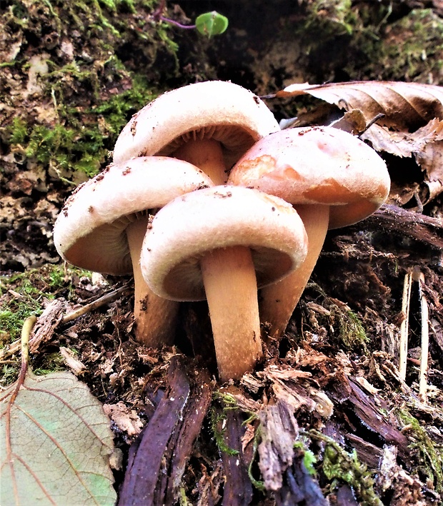 strapcovka tehlovočervená Hypholoma lateritium (Schaeff.) P. Kumm.