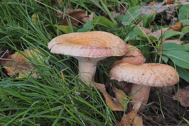 rýdzik kravský Lactarius torminosus (Schaeff.) Gray