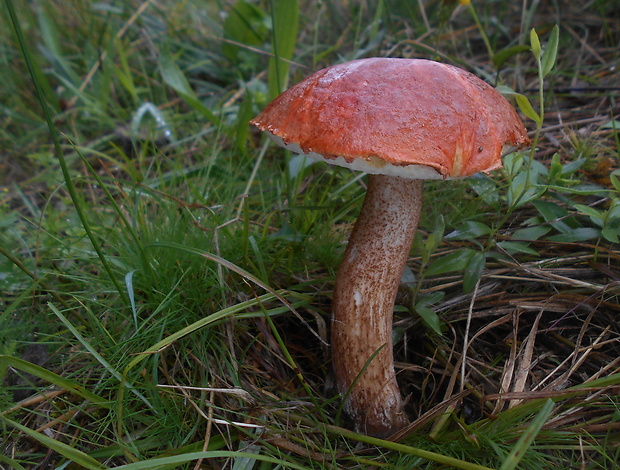 kozák dubový Leccinum aurantiacum (Bull.) Gray