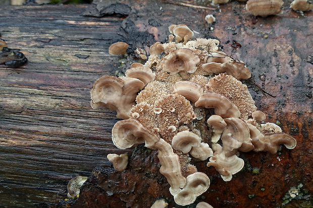 trúdnikovec pestrý ? Trametes versicolor (L.) Lloyd