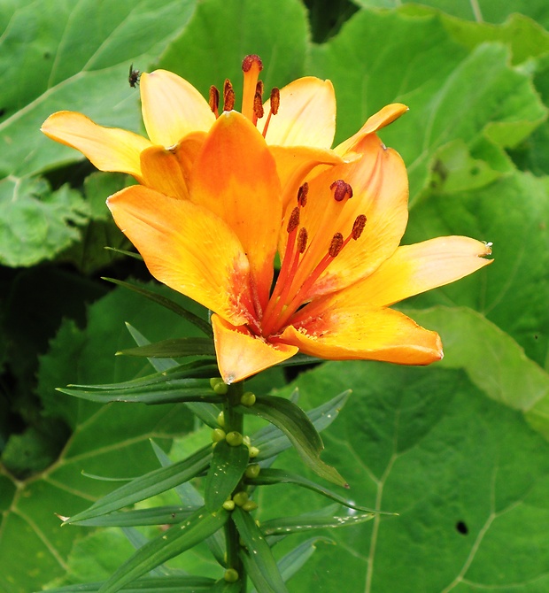 ľalia cibuľkonosná Lilium bulbiferum L.