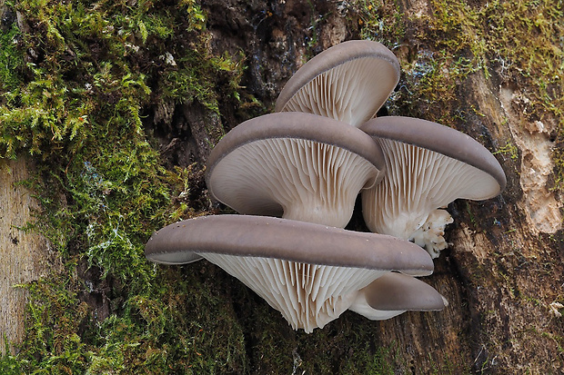 hliva ustricovitá Pleurotus ostreatus (Jacq.) P. Kumm.