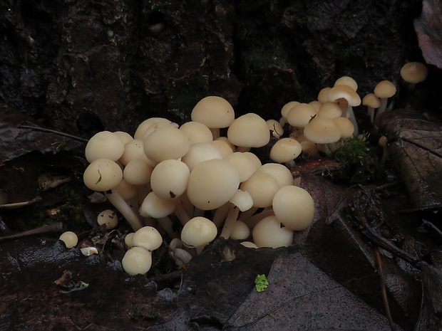 drobuľka naklonená Psathyrella cernua (Vahl) M.M. Moser