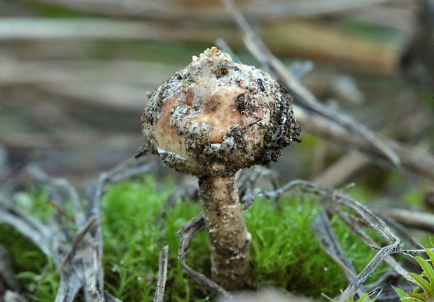 stopkovec zimný Tulostoma brumale Pers.