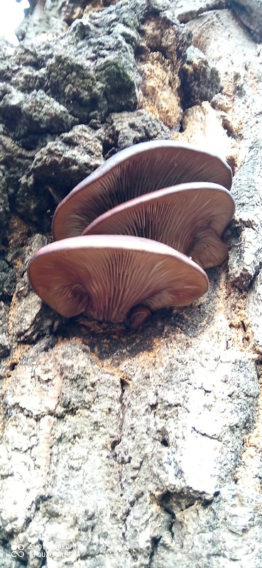 hliva dubová Pleurotus dryinus (Pers.) P. Kumm.