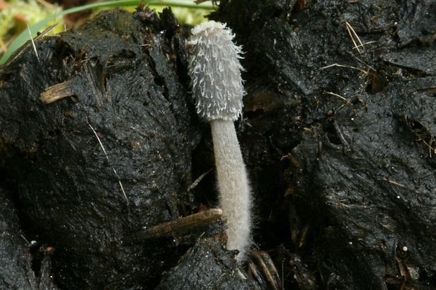 hnojník hviezdičkový Coprinopsis radiata (Bolton) Redhead, Vilgalys & Moncalvo