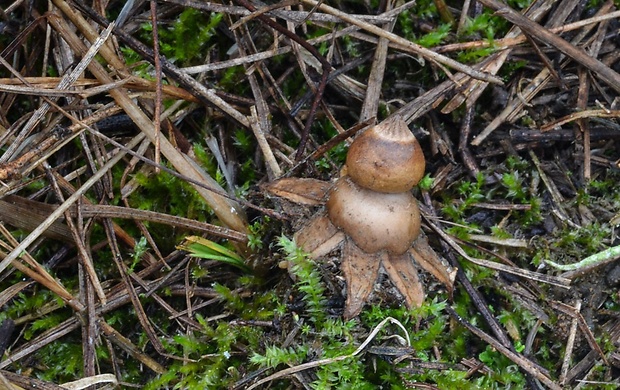 hviezdovka Geastrum sp.