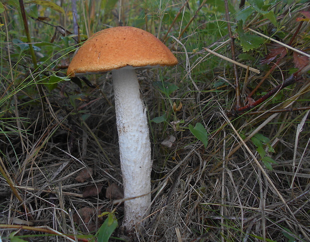 kozák osikový Leccinum albostipitatum den Bakker & Noordel.