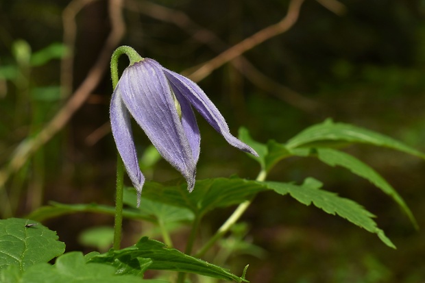 plamienok alpínsky Clematis alpina (L.) Mill.