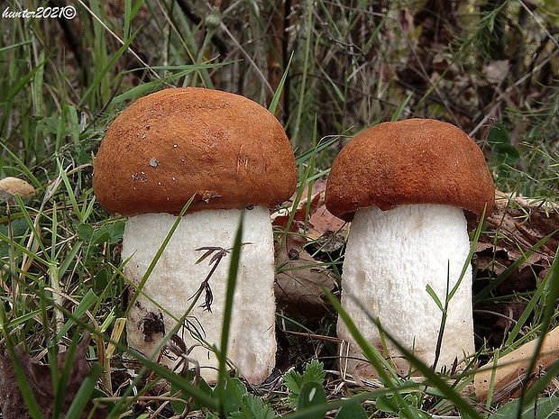 kozák osikový Leccinum albostipitatum den Bakker & Noordel.