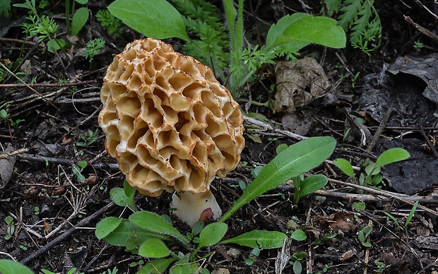 smrčok jedlý Morchella esculenta (L.) Pers.