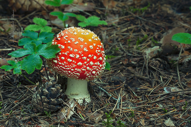 muchotrávka červená Amanita muscaria (L.) Lam.